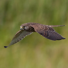 Lade das Bild in den Galerie-Viewer, Nistkasten Turmfalke