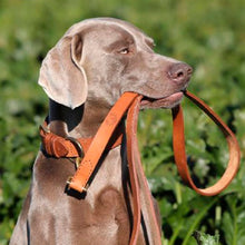 Load image into Gallery viewer, Ostermayer hunting dog leash lead