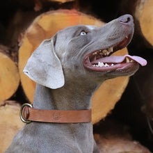 Load image into Gallery viewer, Ostermayer hunting dog collar for hunting dogs