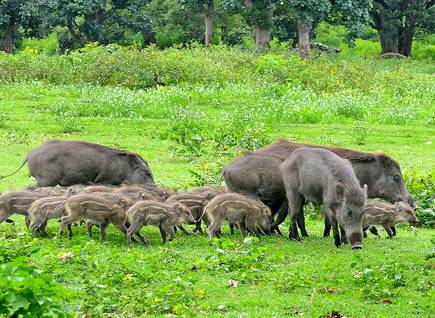 Cinghiale in giro in Svizzera