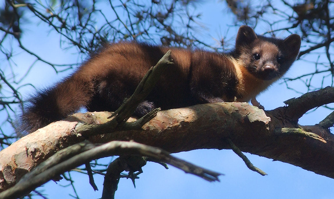 Wie Fängt Man Am Besten Einen Marder