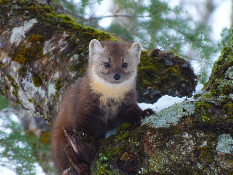 The 10 most common mistakes when catching martens