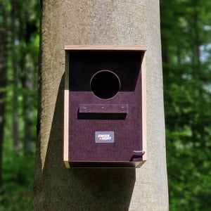 Nest box tawny owl