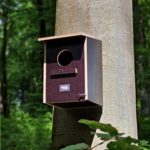 Nest box tawny owl