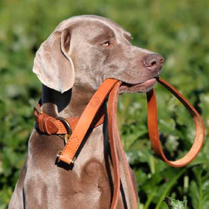 Ostermayer hunting dog leash lead
