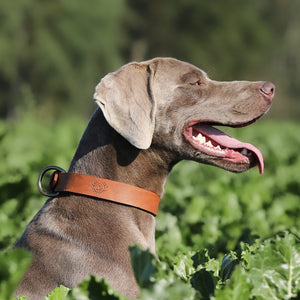 Ostermayer hunting dog collar for hunting dogs