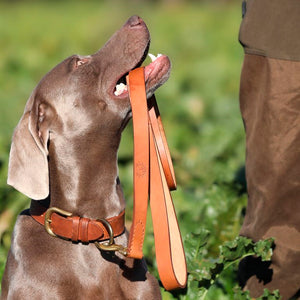 Ostermayer hunting dog leash lead