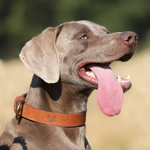 Load image into Gallery viewer, Ostermayer hunting dog collar for hunting dogs
