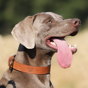 Ostermayer Jagd Hundehalsband für Jagdhunde
