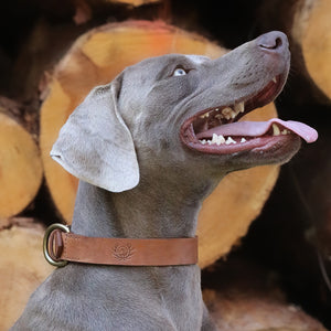 Ostermayer hunting dog collar for hunting dogs