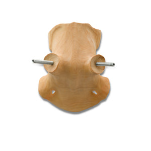 Cranio artificiale, piccolo, scolpito a mano, tipo 1121